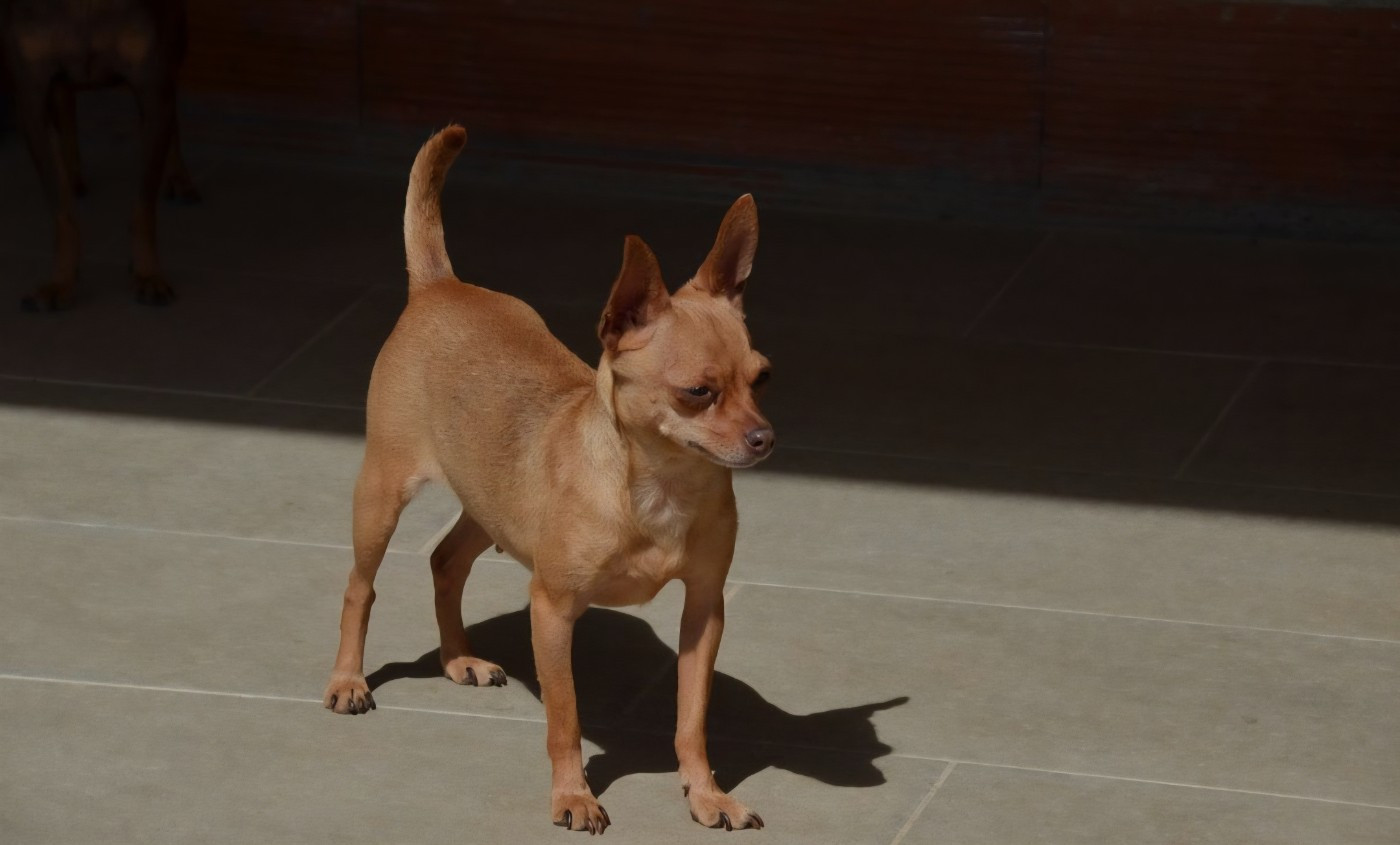 Tres belle femelle pour retraite