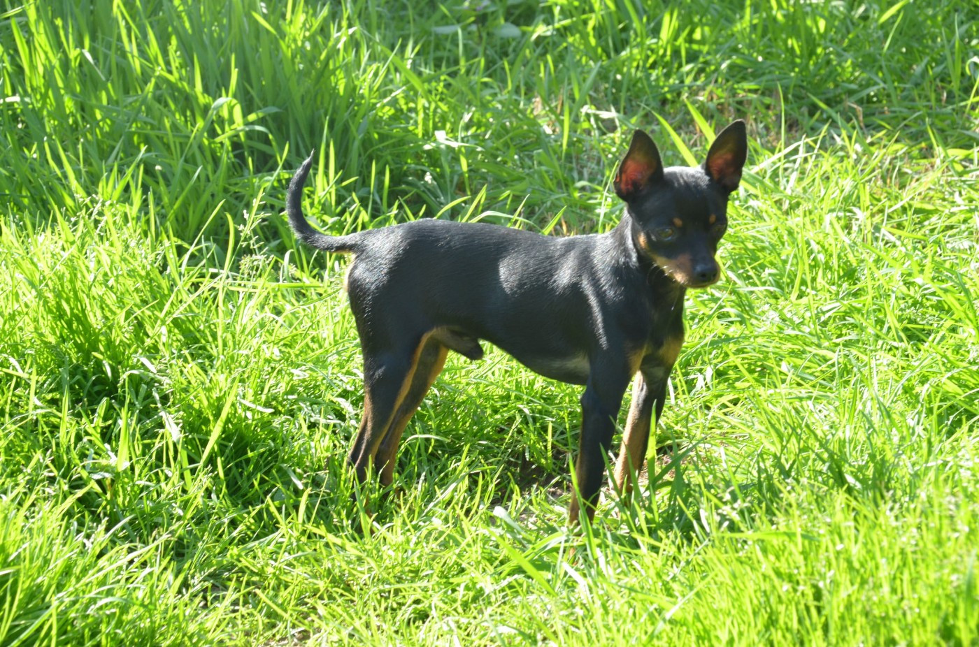 De L'Empire Du Toy - Tous les chiots sont inscrit au LOF