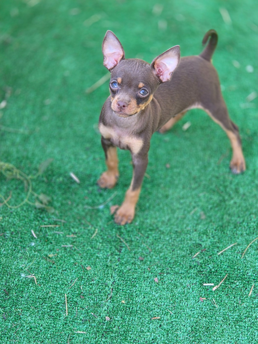 Des chiots sont disponibles