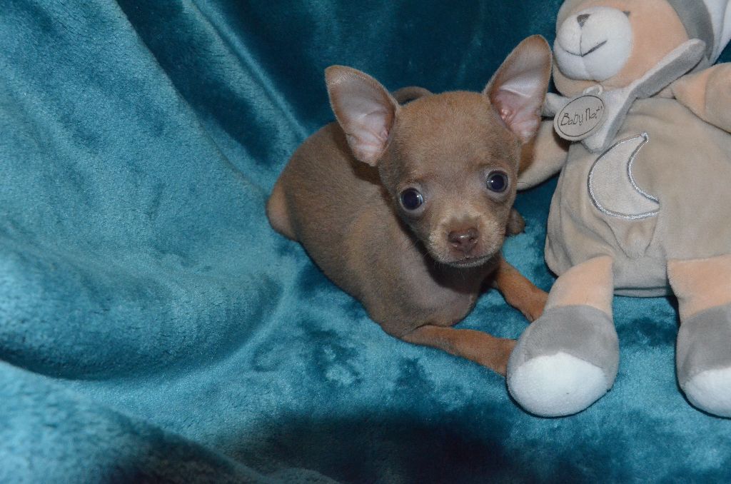 De L'Empire Du Toy - Chiots disponibles - Russkiy Toy (Petit Chien Russe)