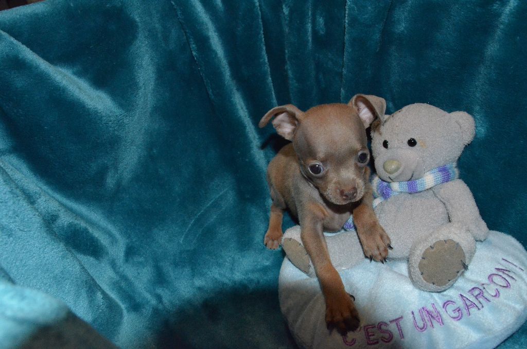 De L'Empire Du Toy - Chiots disponibles - Russkiy Toy (Petit Chien Russe)