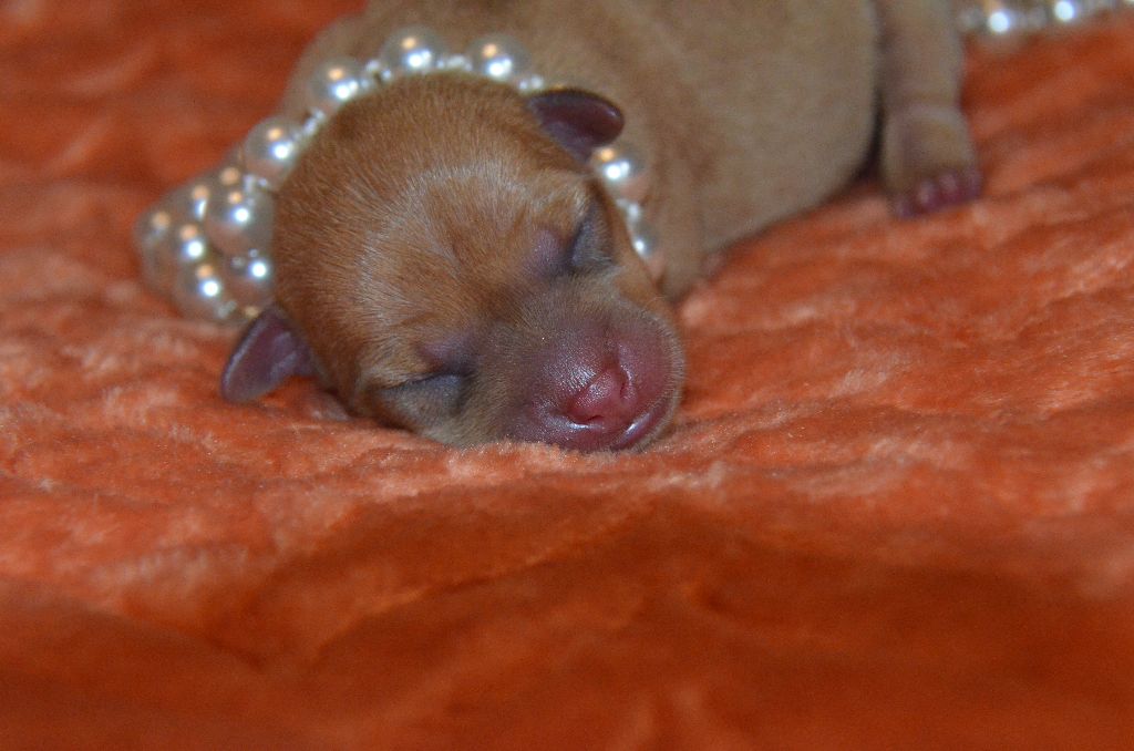De L'Empire Du Toy - Chiots disponibles - Russkiy Toy (Petit Chien Russe)
