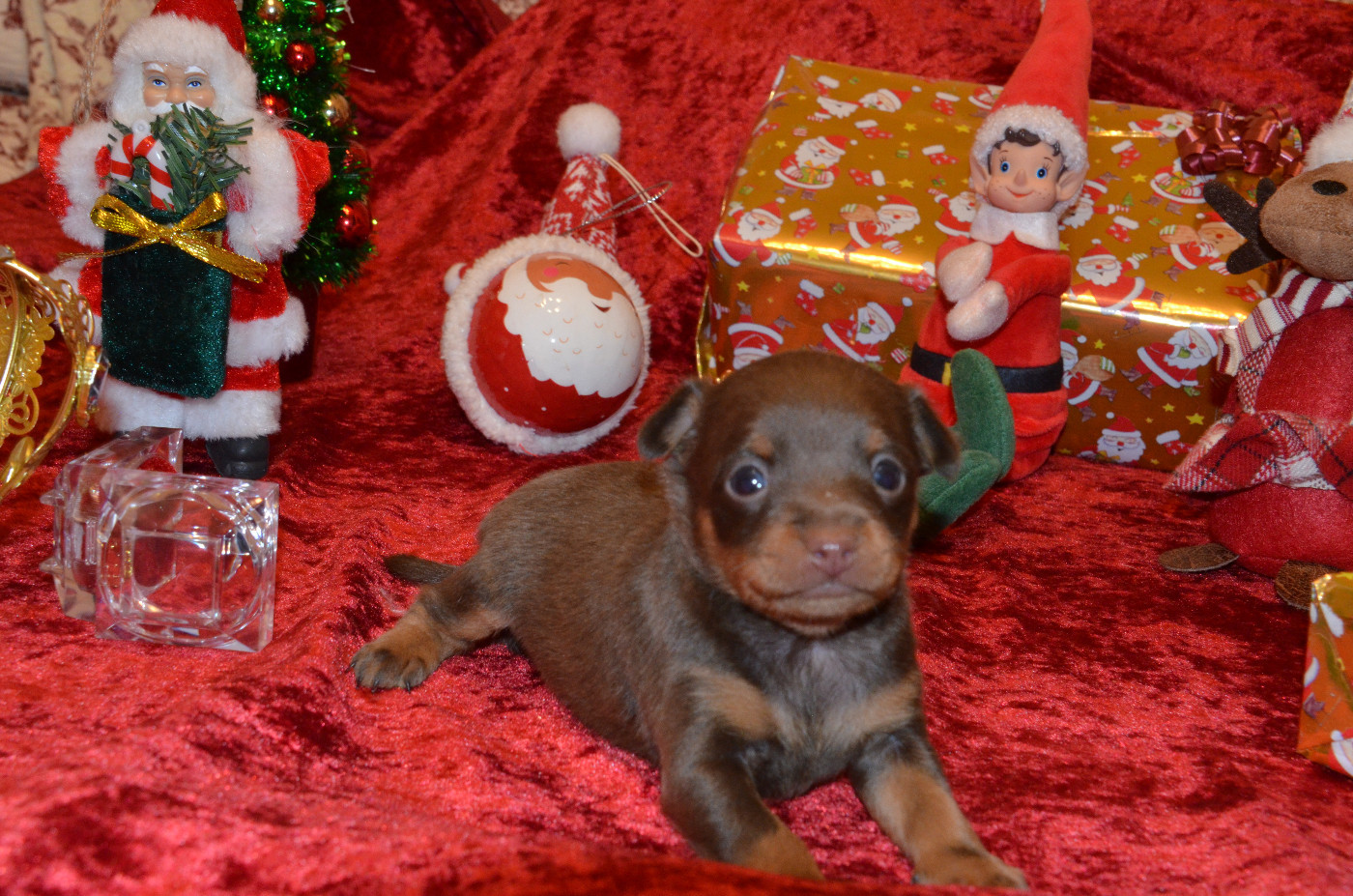 De L'Empire Du Toy - Chiots disponibles - Russkiy Toy (Petit Chien Russe)