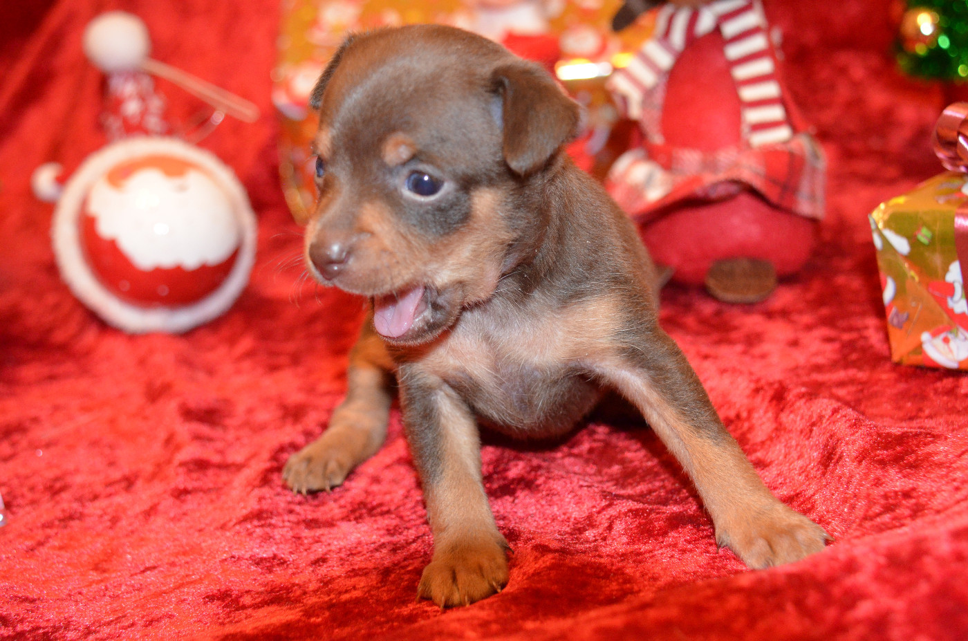 De L'Empire Du Toy - Chiots disponibles - Russkiy Toy (Petit Chien Russe)