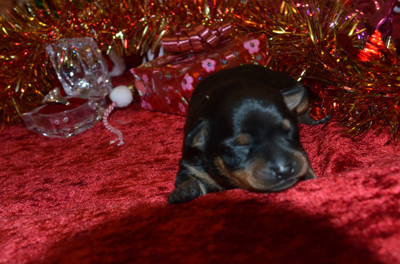 De L'Empire Du Toy - Chiots disponibles - Russkiy Toy (Petit Chien Russe)