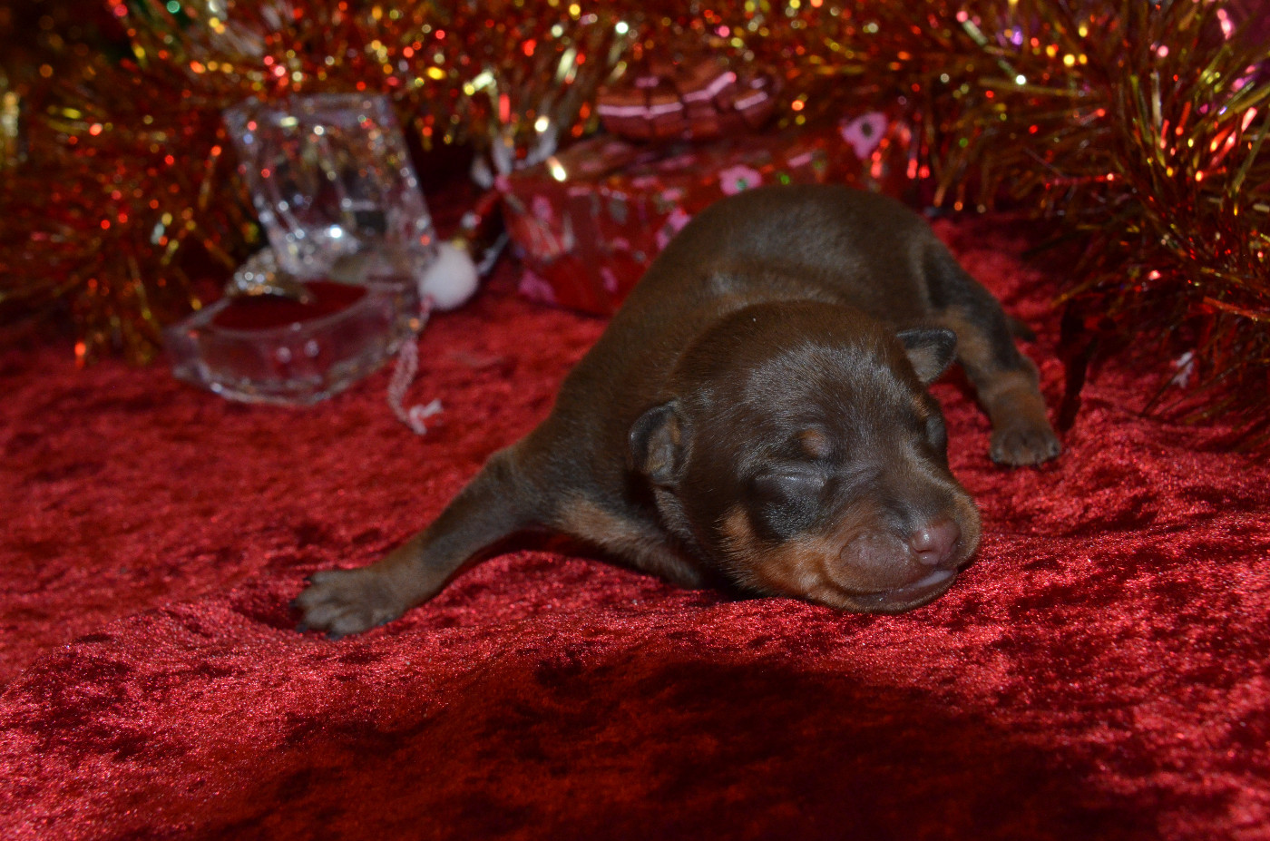 De L'Empire Du Toy - Chiots disponibles - Russkiy Toy (Petit Chien Russe)