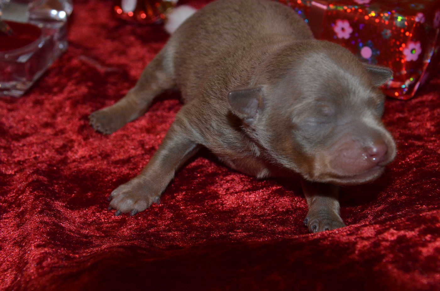 De L'Empire Du Toy - Chiots disponibles - Russkiy Toy (Petit Chien Russe)