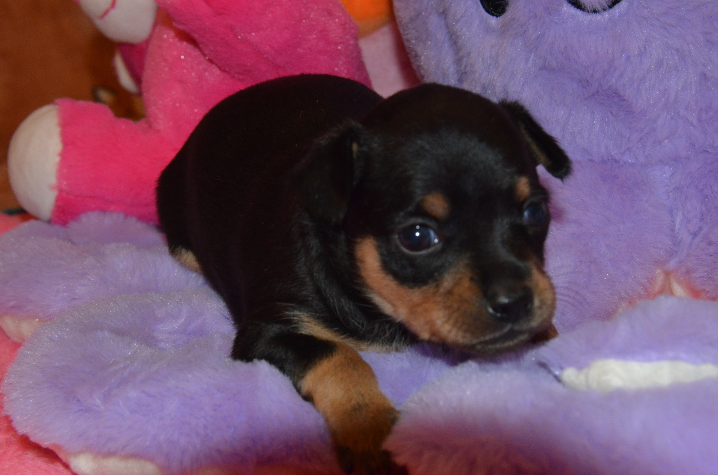 De L'Empire Du Toy - Chiots disponibles - Russkiy Toy (Petit Chien Russe)