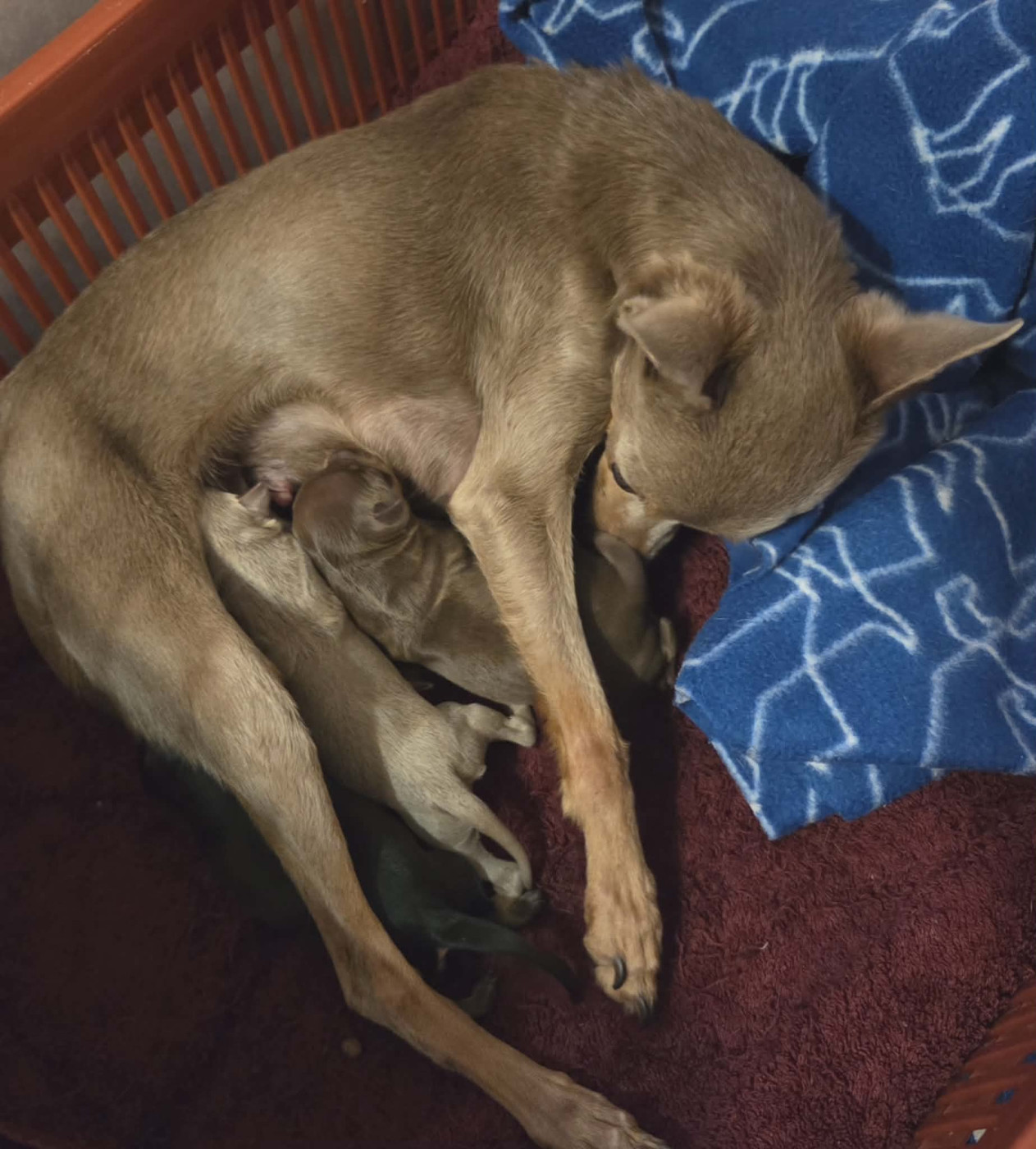 De L'Empire Du Toy - Russkiy Toy (Petit Chien Russe) - Portée née le 23/12/2025