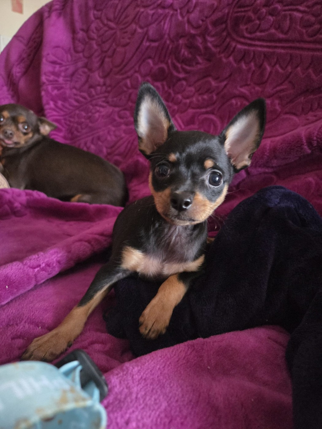 De L'Empire Du Toy - Chiots disponibles - Russkiy Toy (Petit Chien Russe)