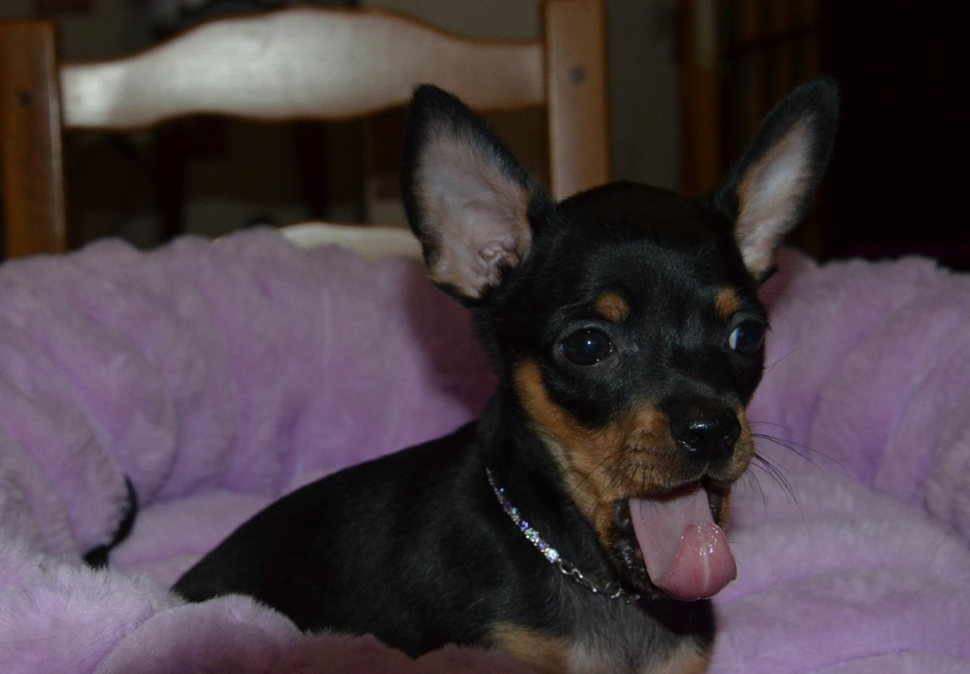 De L'Empire Du Toy - Chiots disponibles - Russkiy Toy (Petit Chien Russe)