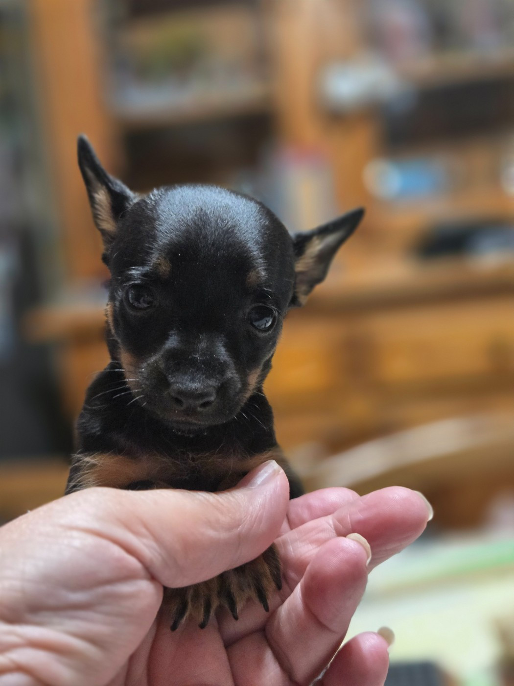 De L'Empire Du Toy - Chiots disponibles - Russkiy Toy (Petit Chien Russe)