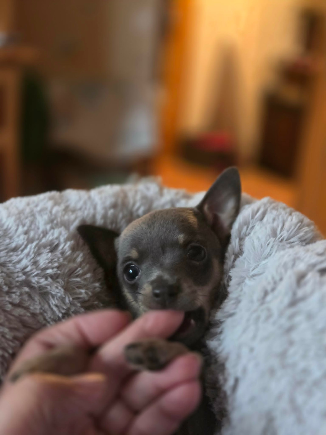 De L'Empire Du Toy - Chiots disponibles - Russkiy Toy (Petit Chien Russe)