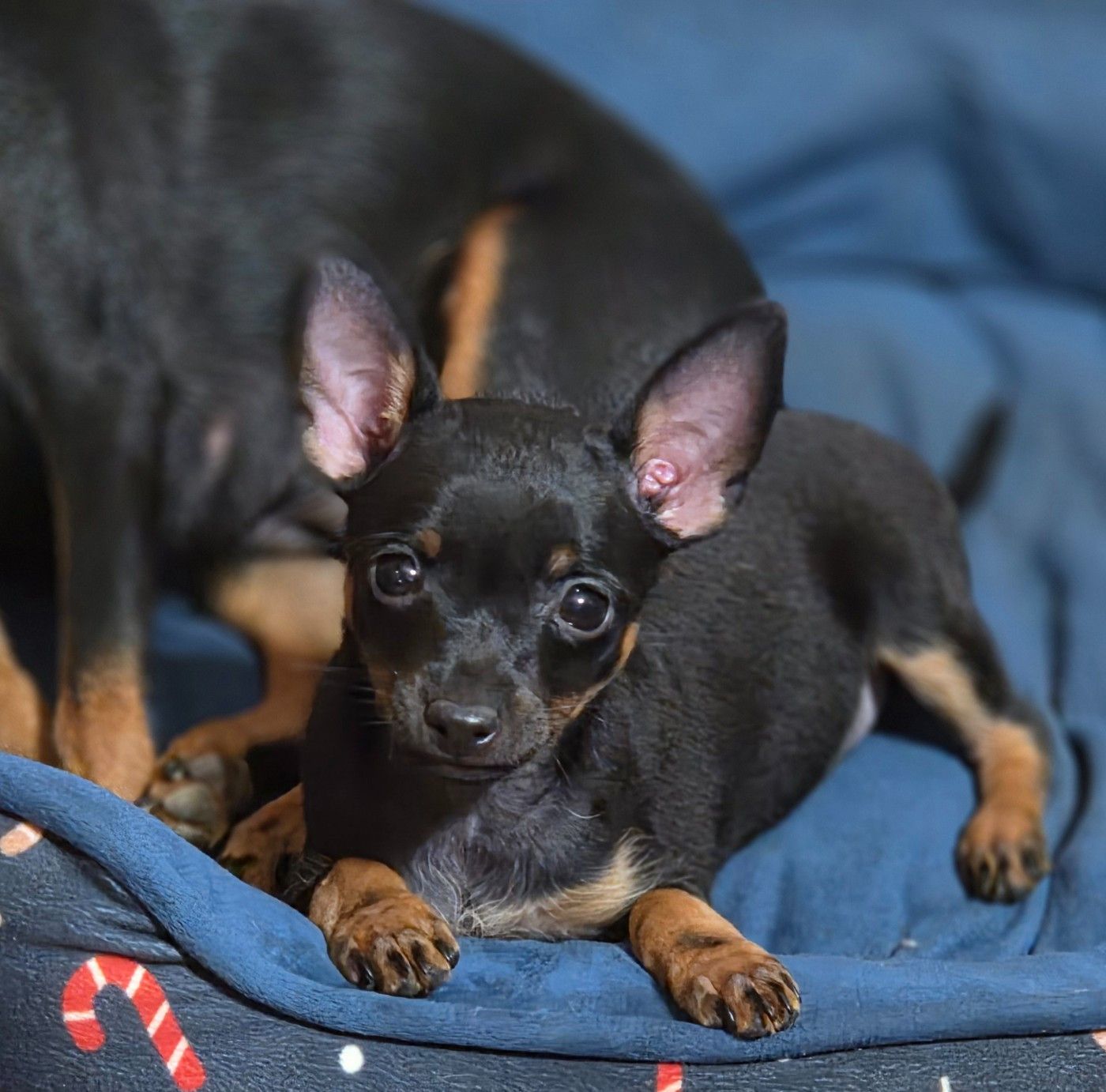 De L'Empire Du Toy - Chiots disponibles - Russkiy Toy (Petit Chien Russe)