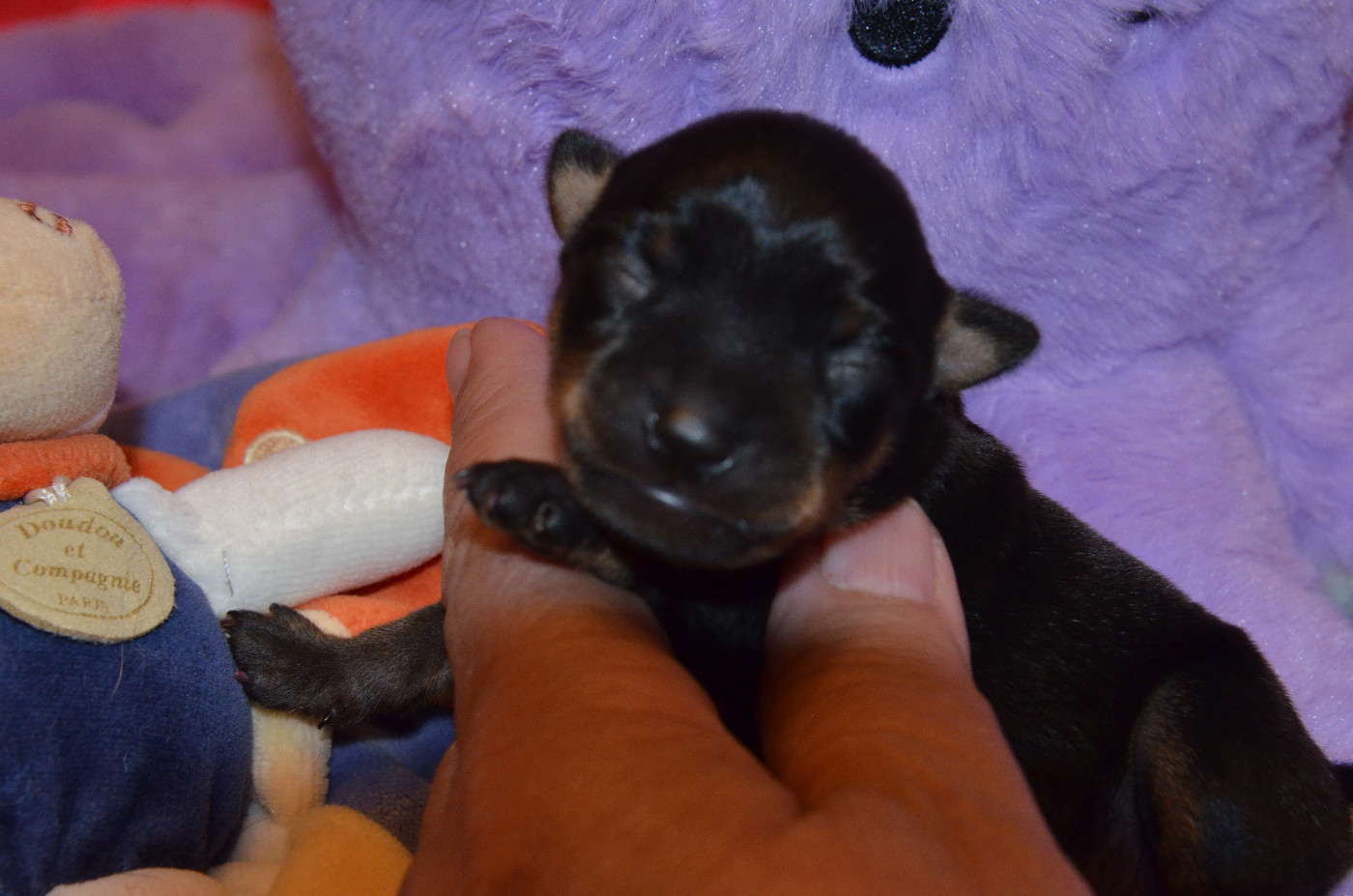 De L'Empire Du Toy - Chiots disponibles - Russkiy Toy (Petit Chien Russe)