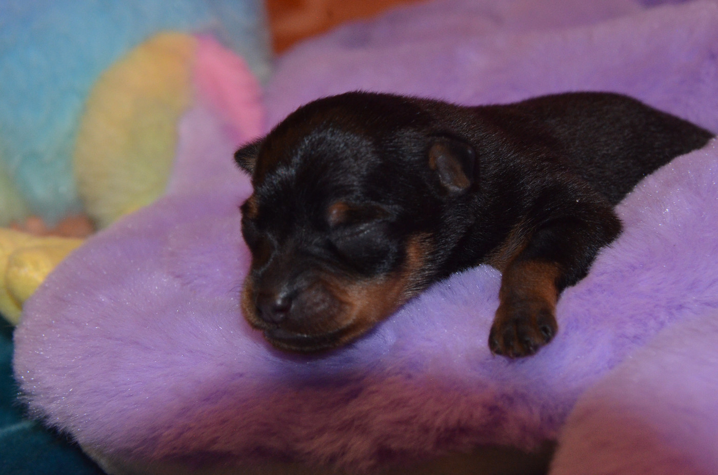 De L'Empire Du Toy - Chiots disponibles - Russkiy Toy (Petit Chien Russe)