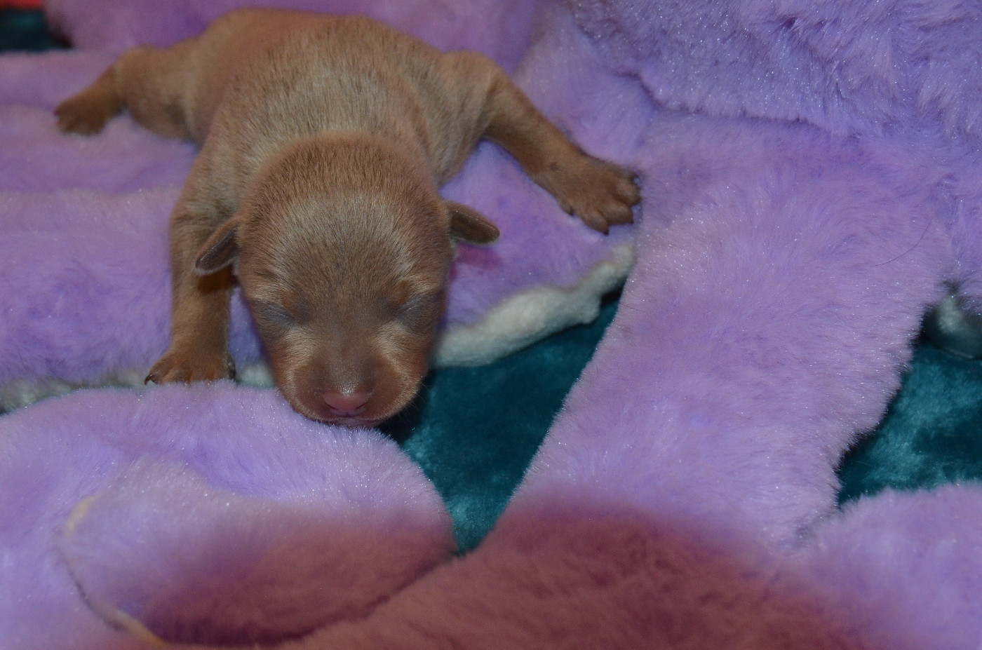 De L'Empire Du Toy - Chiots disponibles - Russkiy Toy (Petit Chien Russe)
