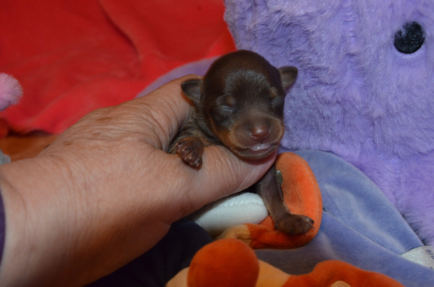 De L'Empire Du Toy - Chiots disponibles - Russkiy Toy (Petit Chien Russe)