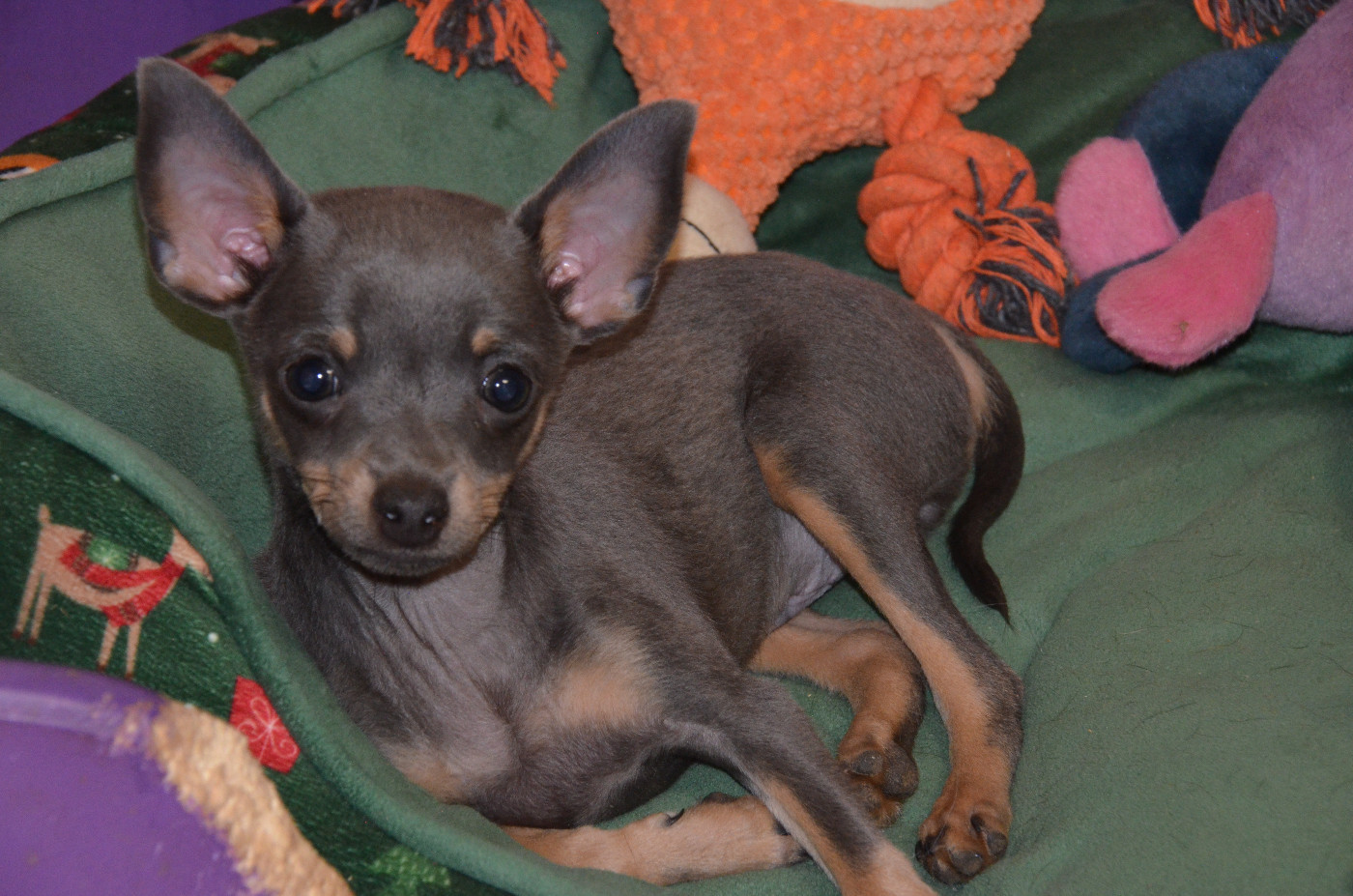 De L'Empire Du Toy - Chiots disponibles - Russkiy Toy (Petit Chien Russe)