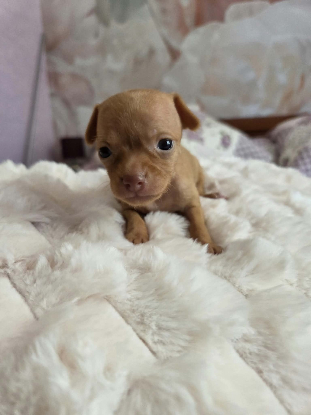 De L'Empire Du Toy - Chiots disponibles - Russkiy Toy (Petit Chien Russe)