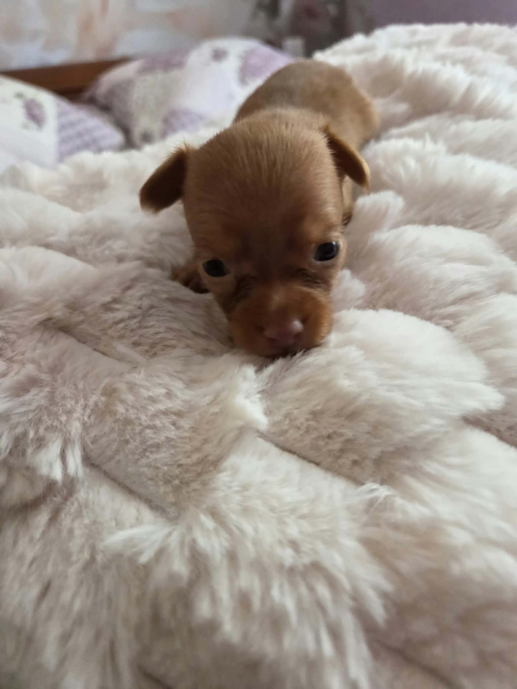 De L'Empire Du Toy - Chiots disponibles - Russkiy Toy (Petit Chien Russe)