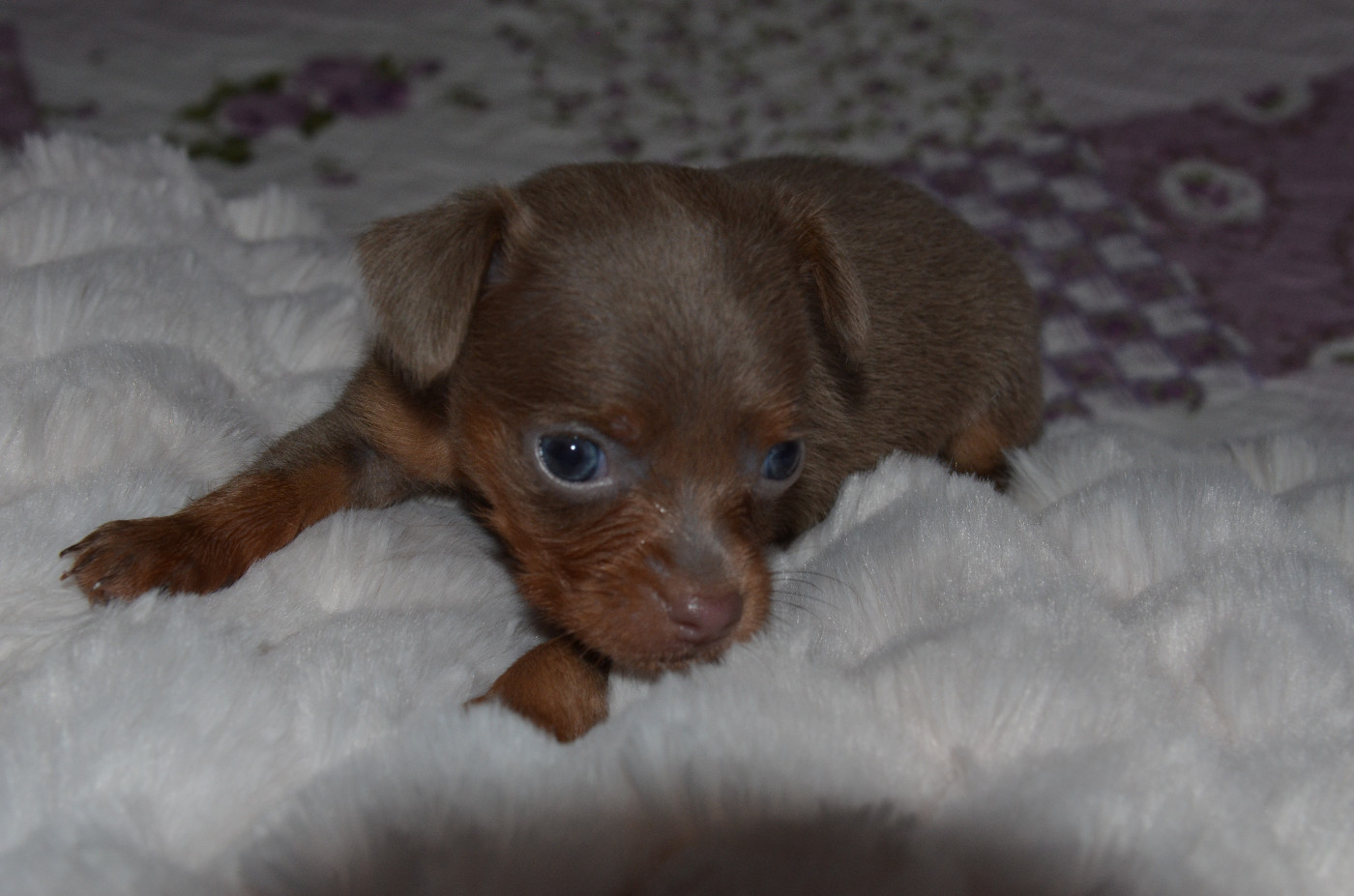 De L'Empire Du Toy - Chiots disponibles - Russkiy Toy (Petit Chien Russe)