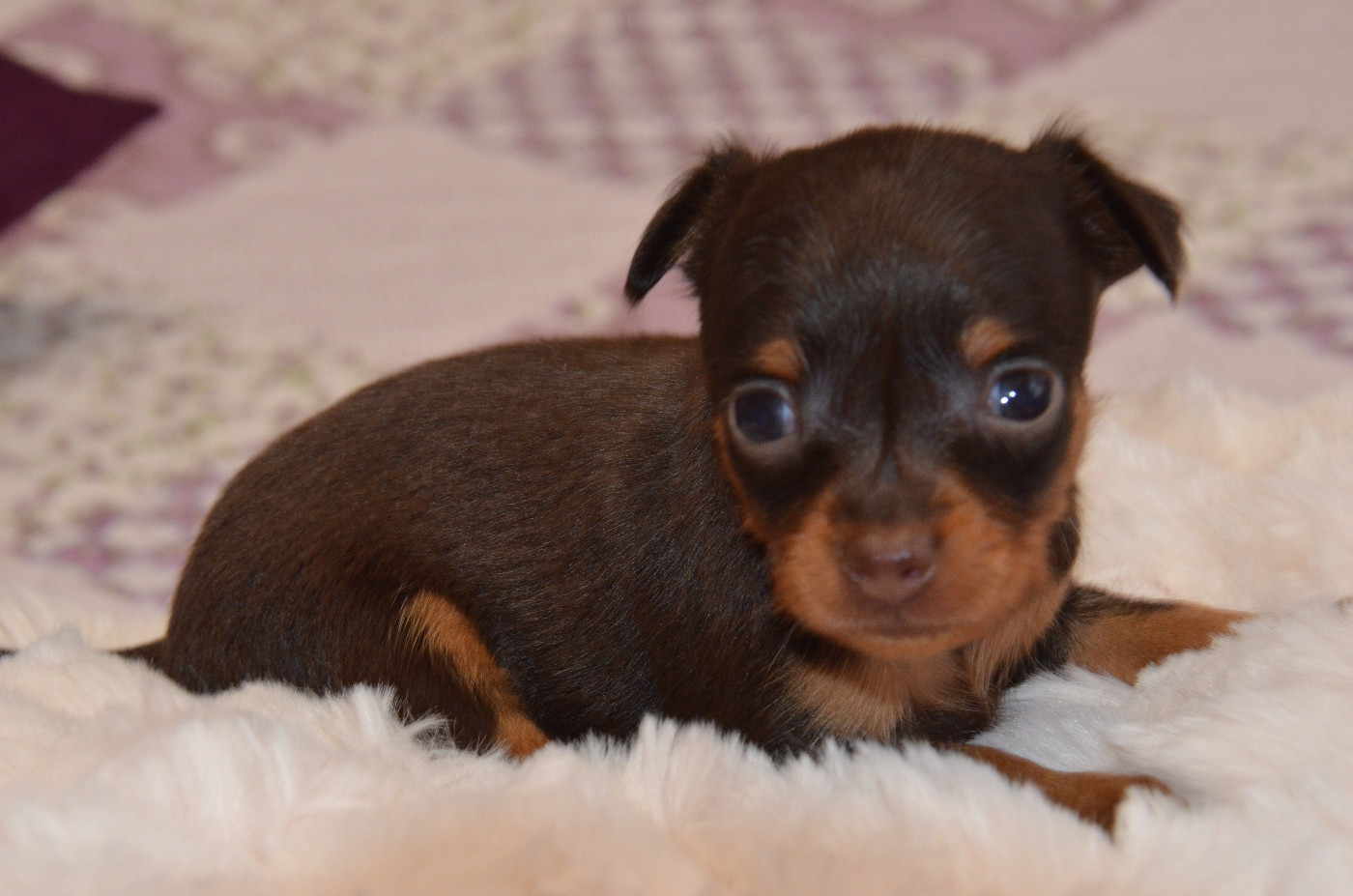 De L'Empire Du Toy - Chiots disponibles - Russkiy Toy (Petit Chien Russe)