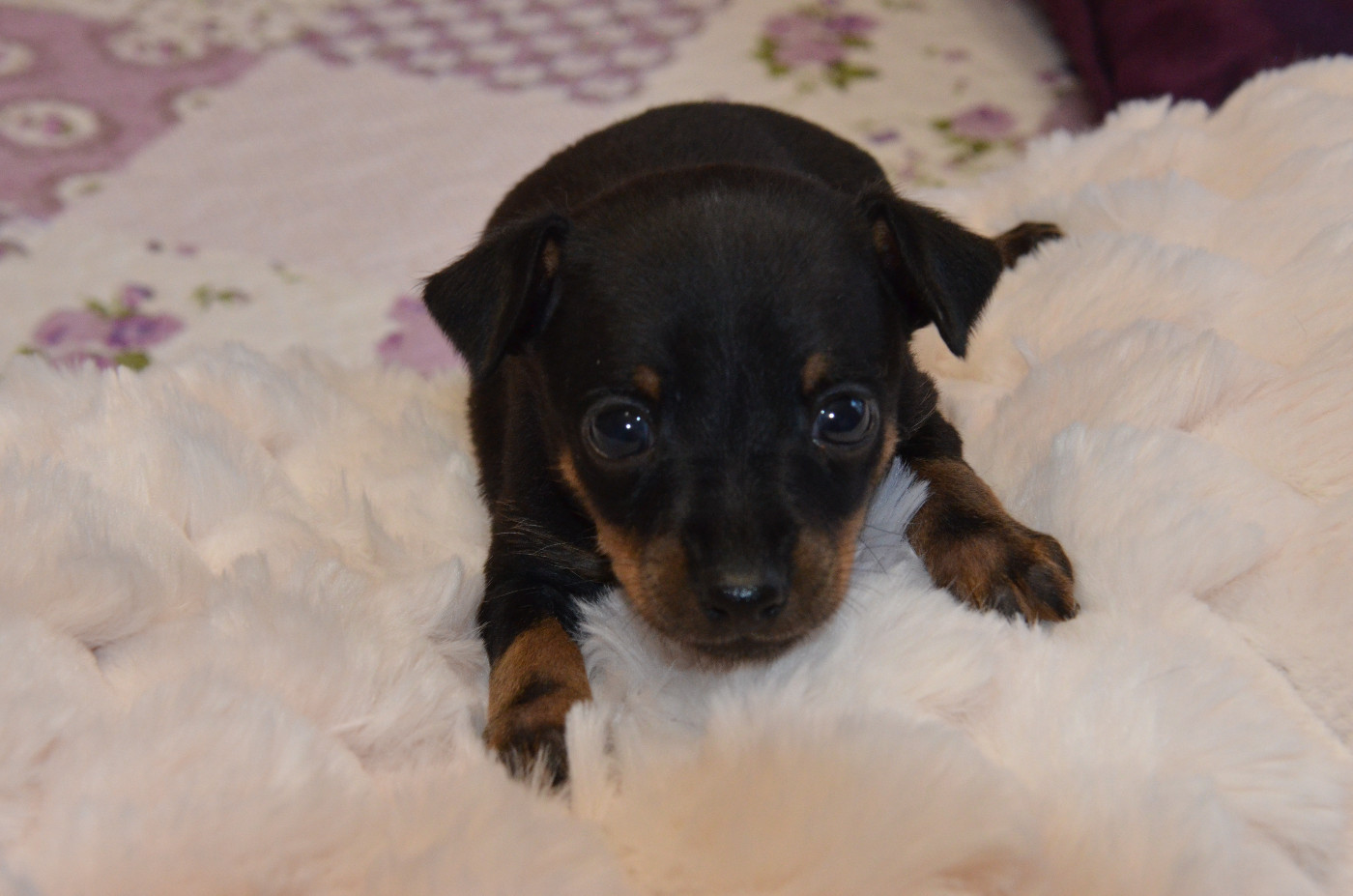 De L'Empire Du Toy - Chiots disponibles - Russkiy Toy (Petit Chien Russe)