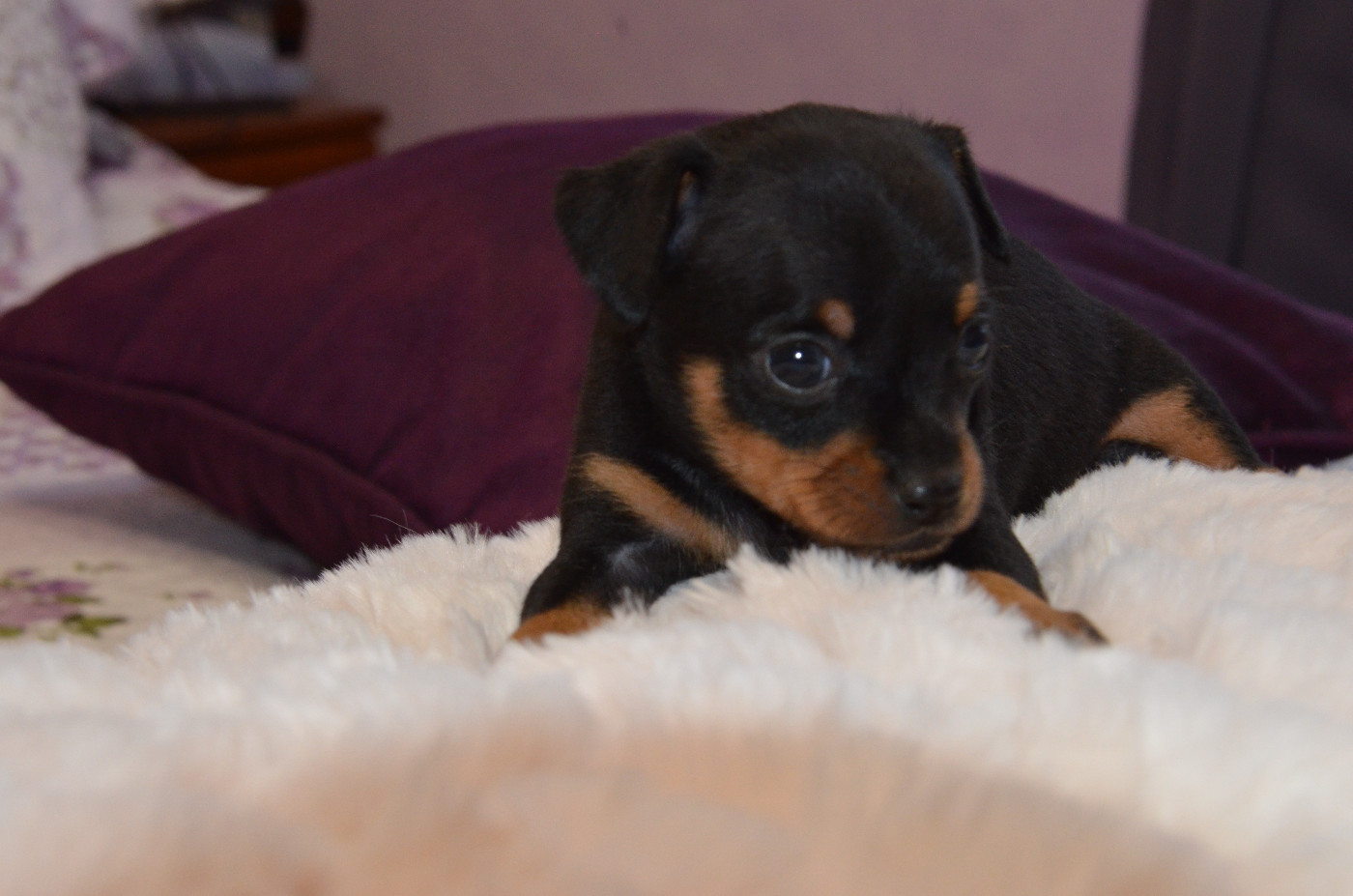 De L'Empire Du Toy - Chiots disponibles - Russkiy Toy (Petit Chien Russe)