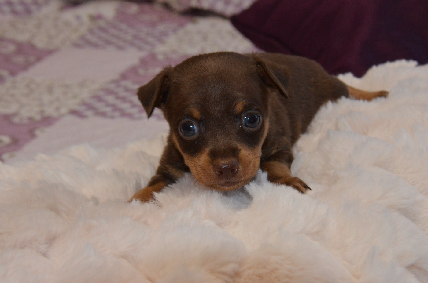 De L'Empire Du Toy - Chiots disponibles - Russkiy Toy (Petit Chien Russe)