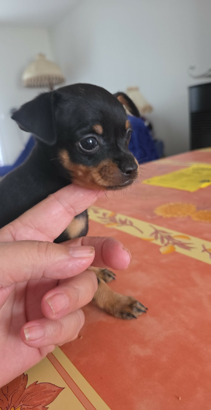 De L'Empire Du Toy - Chiots disponibles - Russkiy Toy (Petit Chien Russe)