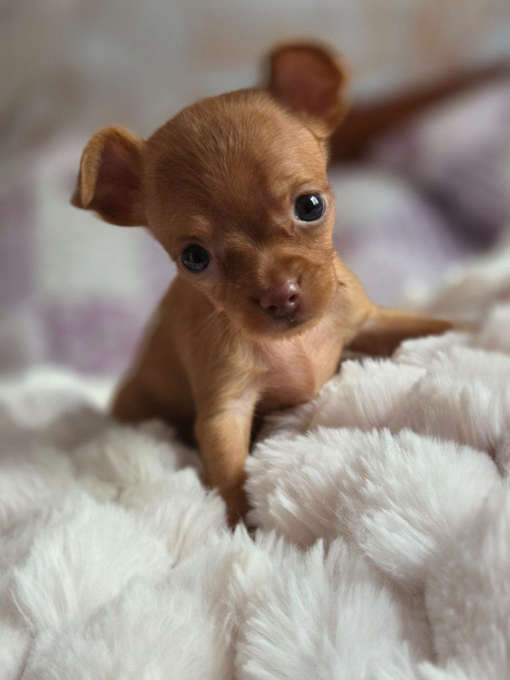 De L'Empire Du Toy - Chiots disponibles - Russkiy Toy (Petit Chien Russe)
