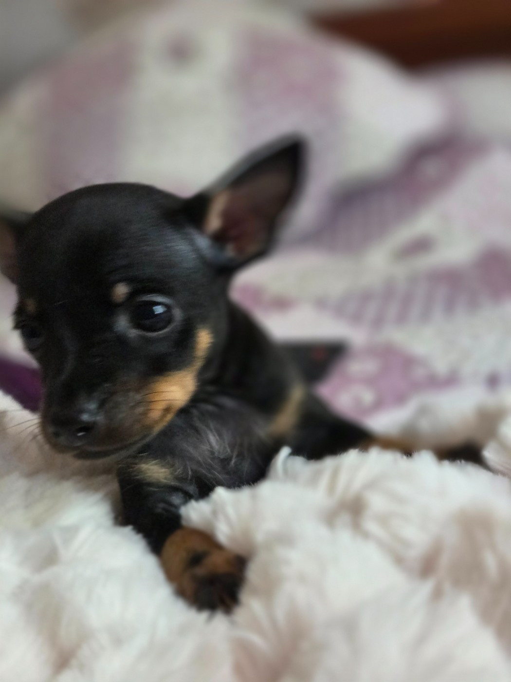 De L'Empire Du Toy - Chiots disponibles - Russkiy Toy (Petit Chien Russe)