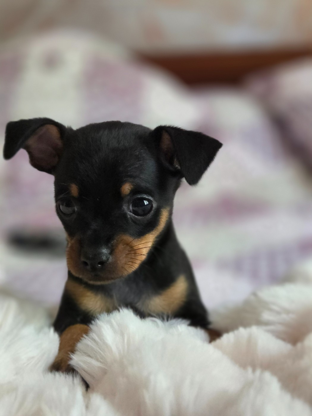 De L'Empire Du Toy - Chiots disponibles - Russkiy Toy (Petit Chien Russe)