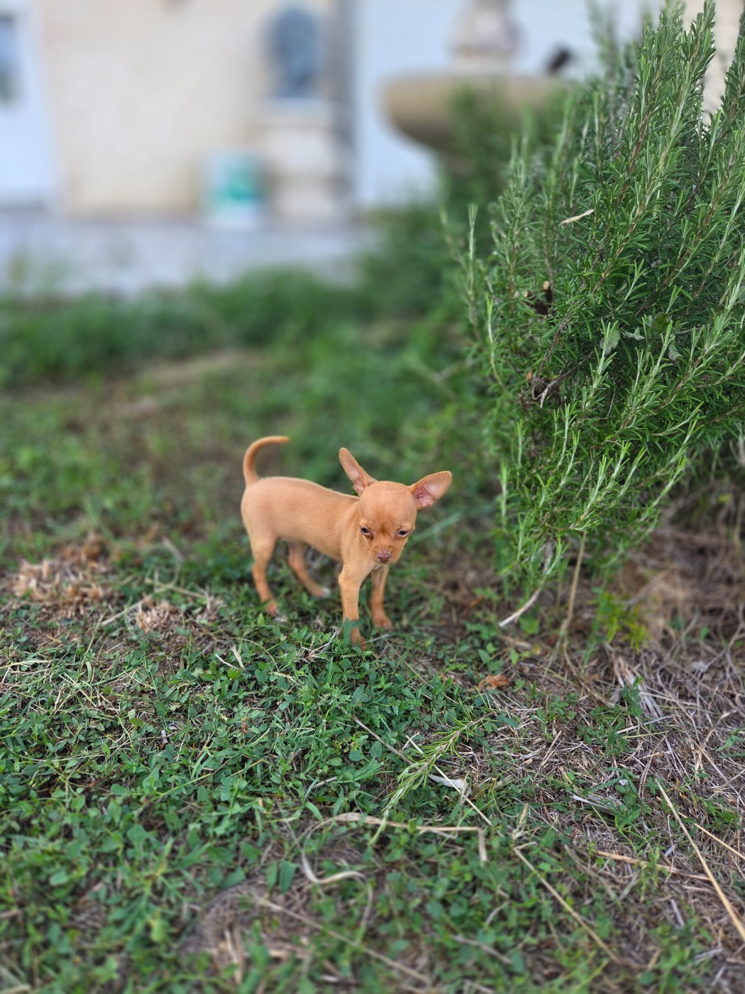 De L'Empire Du Toy - Chiots disponibles - Russkiy Toy (Petit Chien Russe)