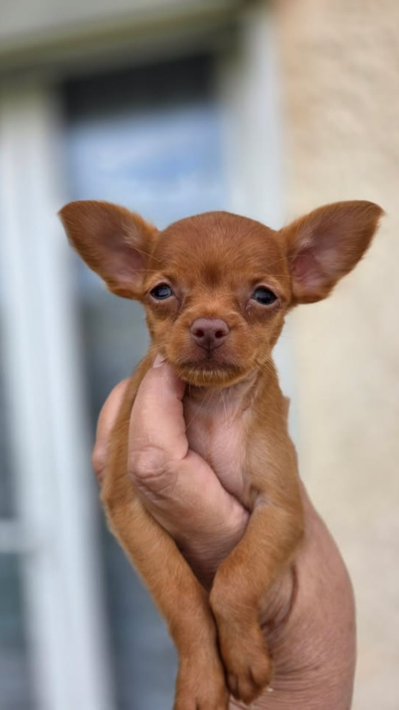 De L'Empire Du Toy - Chiots disponibles - Russkiy Toy (Petit Chien Russe)