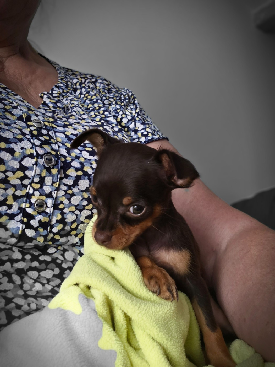 De L'Empire Du Toy - Chiots disponibles - Russkiy Toy (Petit Chien Russe)