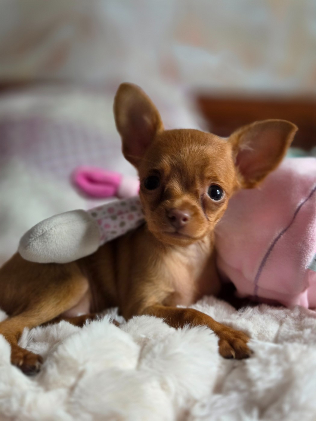 De L'Empire Du Toy - Chiots disponibles - Russkiy Toy (Petit Chien Russe)
