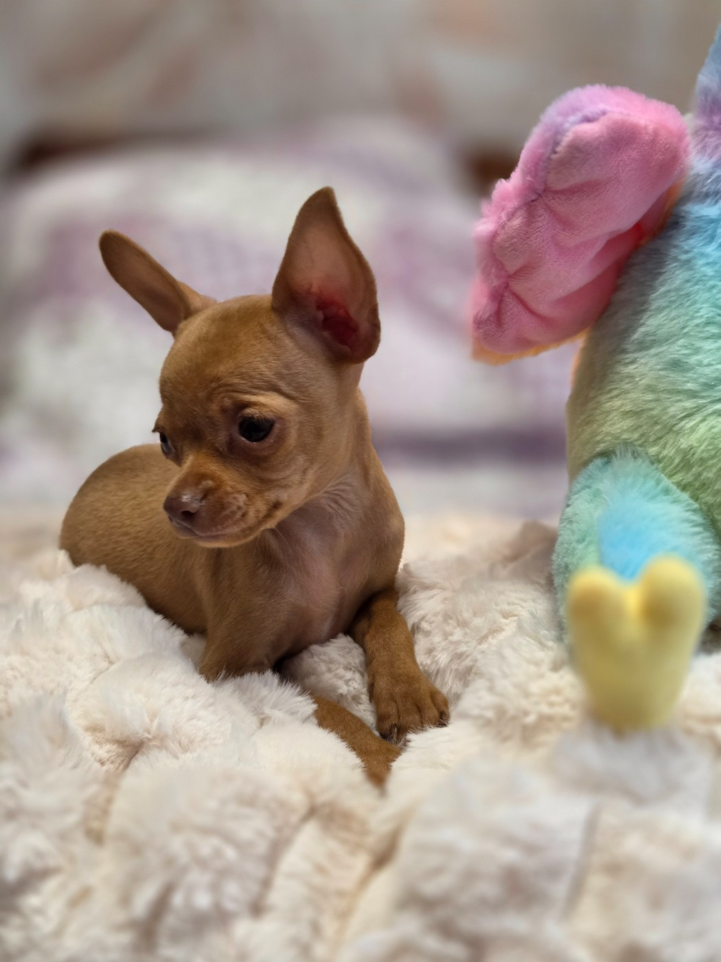 De L'Empire Du Toy - Chiots disponibles - Russkiy Toy (Petit Chien Russe)