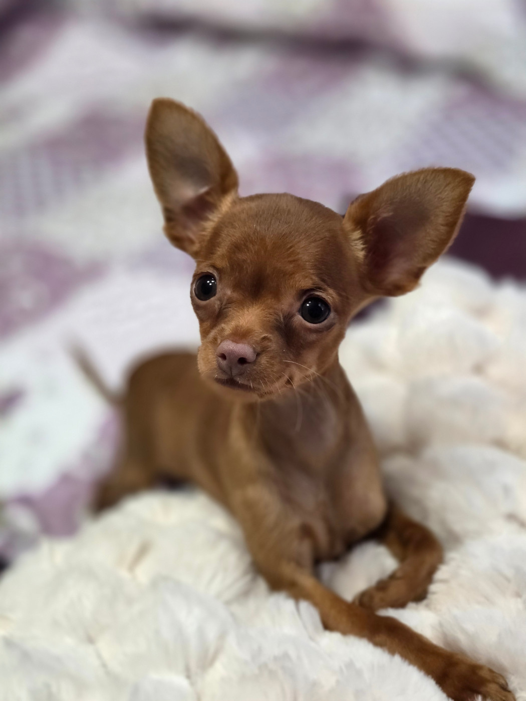 De L'Empire Du Toy - Chiots disponibles - Russkiy Toy (Petit Chien Russe)