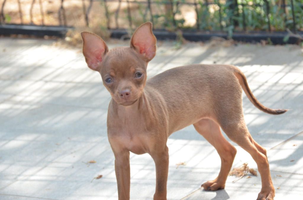De L'Empire Du Toy - Chiots disponibles - Russkiy Toy (Petit Chien Russe)