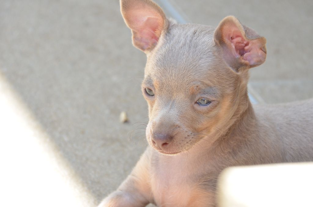 De L'Empire Du Toy - Chiots disponibles - Russkiy Toy (Petit Chien Russe)