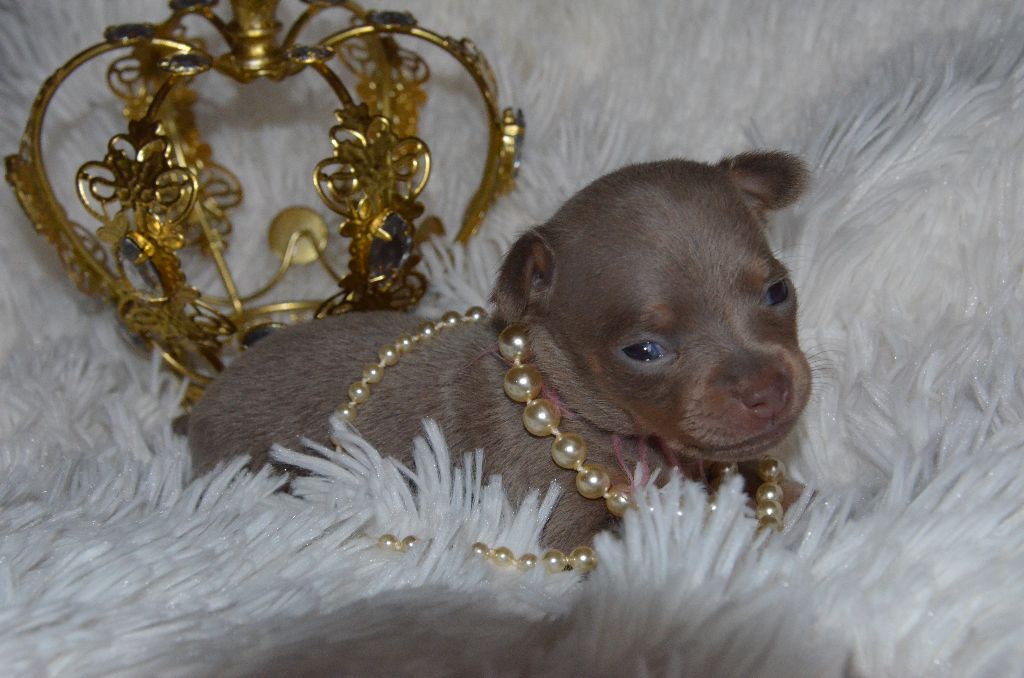 De L'Empire Du Toy - Chiots disponibles - Russkiy Toy (Petit Chien Russe)