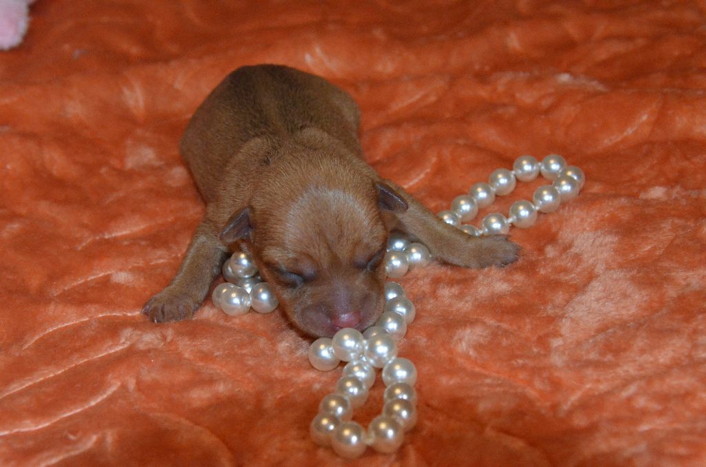 De L'Empire Du Toy - Chiots disponibles - Russkiy Toy (Petit Chien Russe)