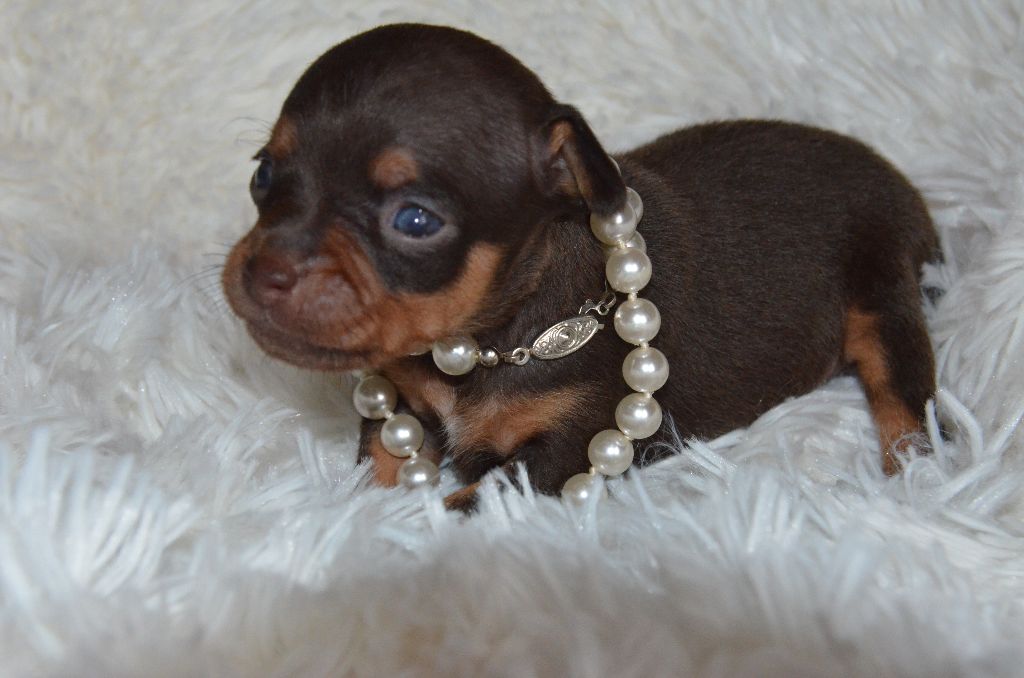 De L'Empire Du Toy - Chiots disponibles - Russkiy Toy (Petit Chien Russe)