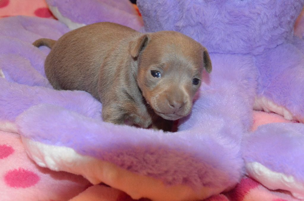 De L'Empire Du Toy - Chiots disponibles - Russkiy Toy (Petit Chien Russe)