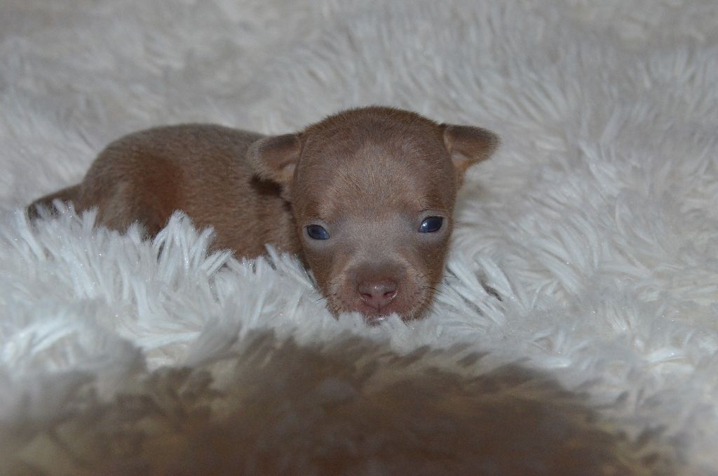 De L'Empire Du Toy - Chiots disponibles - Russkiy Toy (Petit Chien Russe)