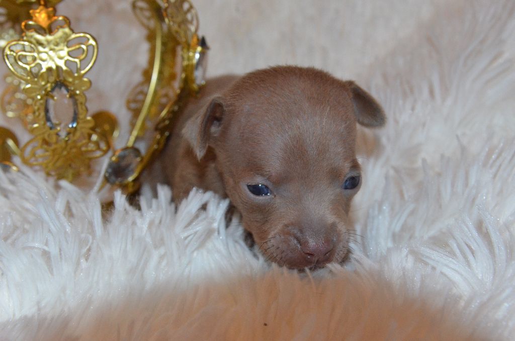 De L'Empire Du Toy - Chiots disponibles - Russkiy Toy (Petit Chien Russe)