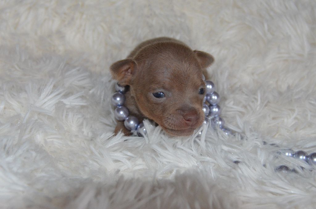De L'Empire Du Toy - Chiots disponibles - Russkiy Toy (Petit Chien Russe)