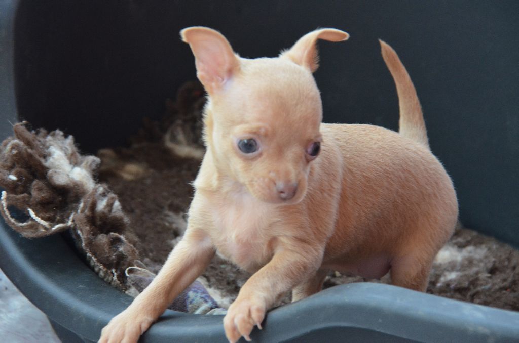 De L'Empire Du Toy - Chiots disponibles - Russkiy Toy (Petit Chien Russe)